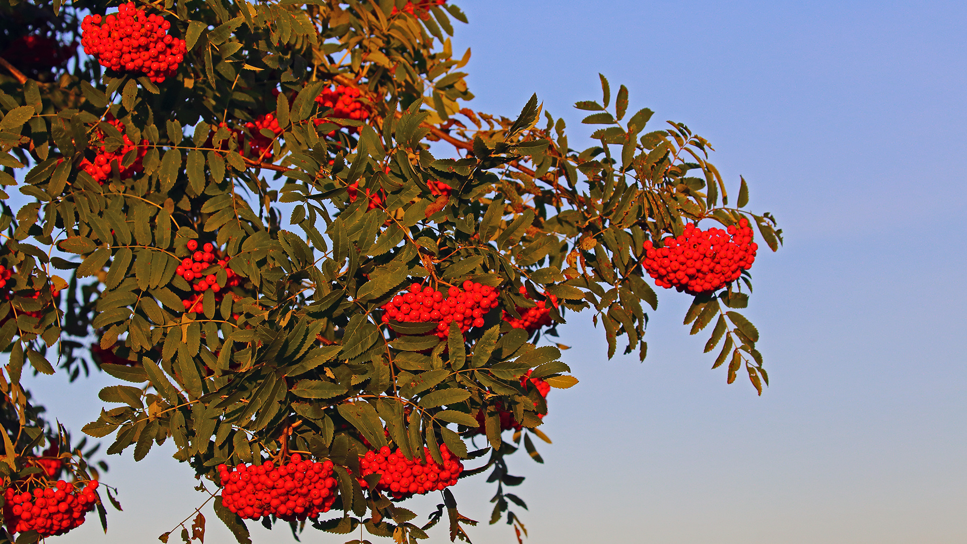 Man sieht die tiefe Morgensonne förmlich auf den Vogelbeeren...