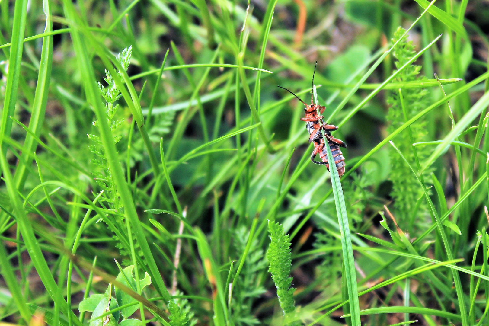 Man sieht es nicht alle Tage... wenn ein Käfer ins Gras beißt