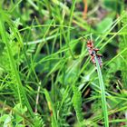 Man sieht es nicht alle Tage... wenn ein Käfer ins Gras beißt