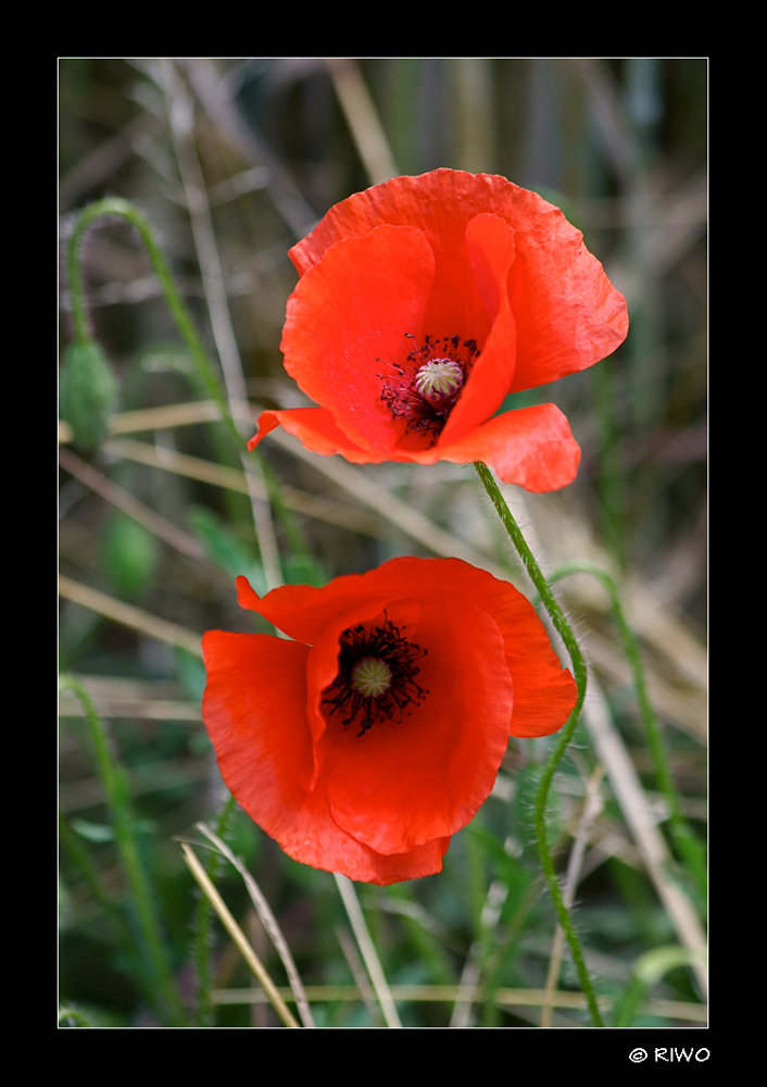 man sieht immer noch Mohn........