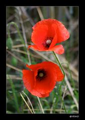 man sieht immer noch Mohn........