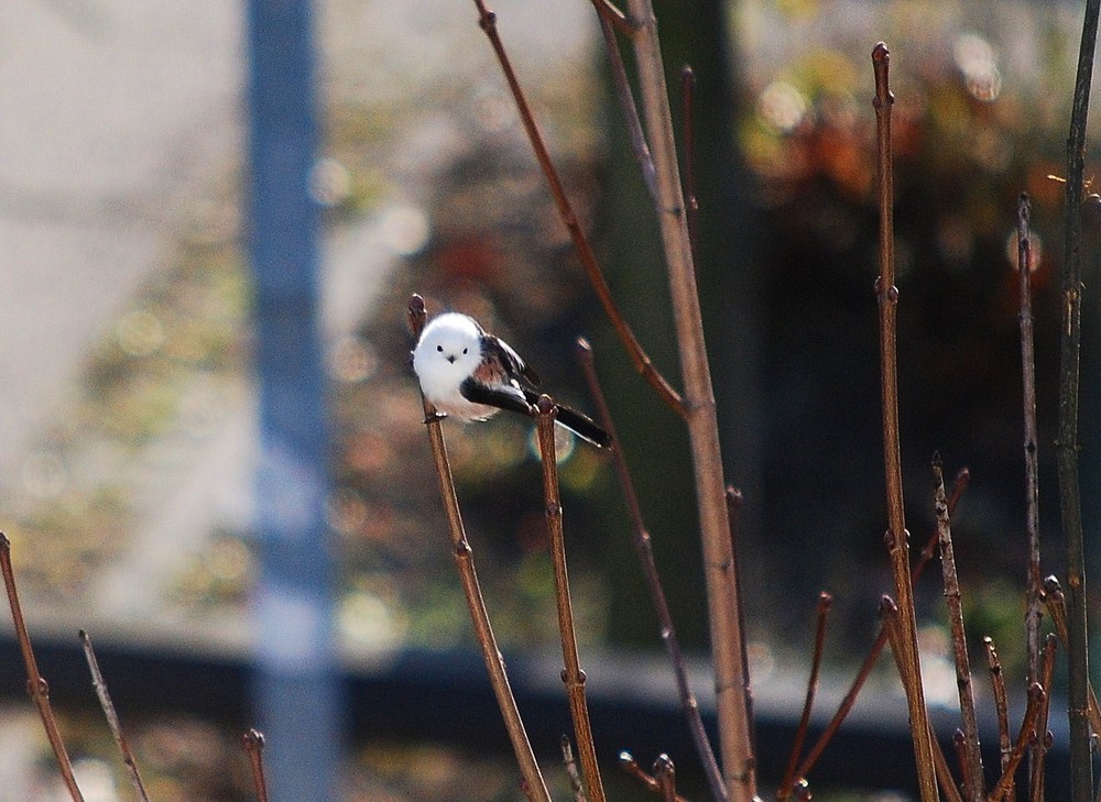 man sieht sich...im Herbst