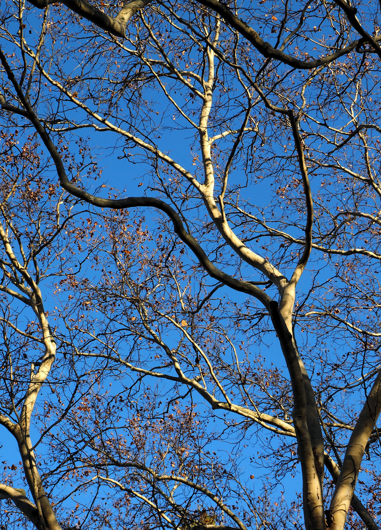 Man sieht so selten blauen Himmel ...daher ist er mir ein Foto wert ...