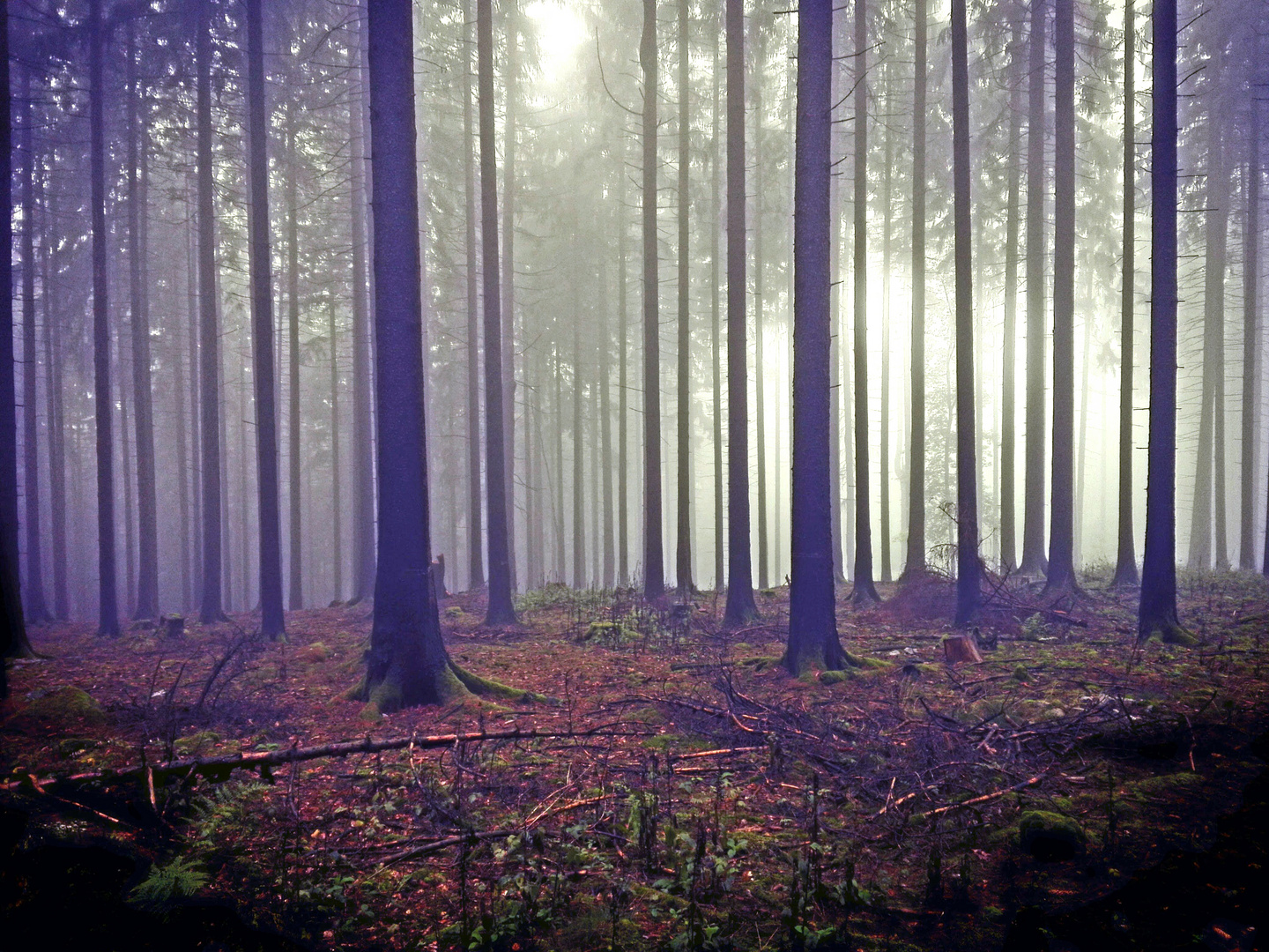 Man sieht vor lauter Bäumen den Wald kaum noch