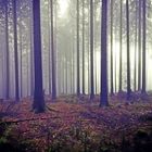 Man sieht vor lauter Bäumen den Wald kaum noch