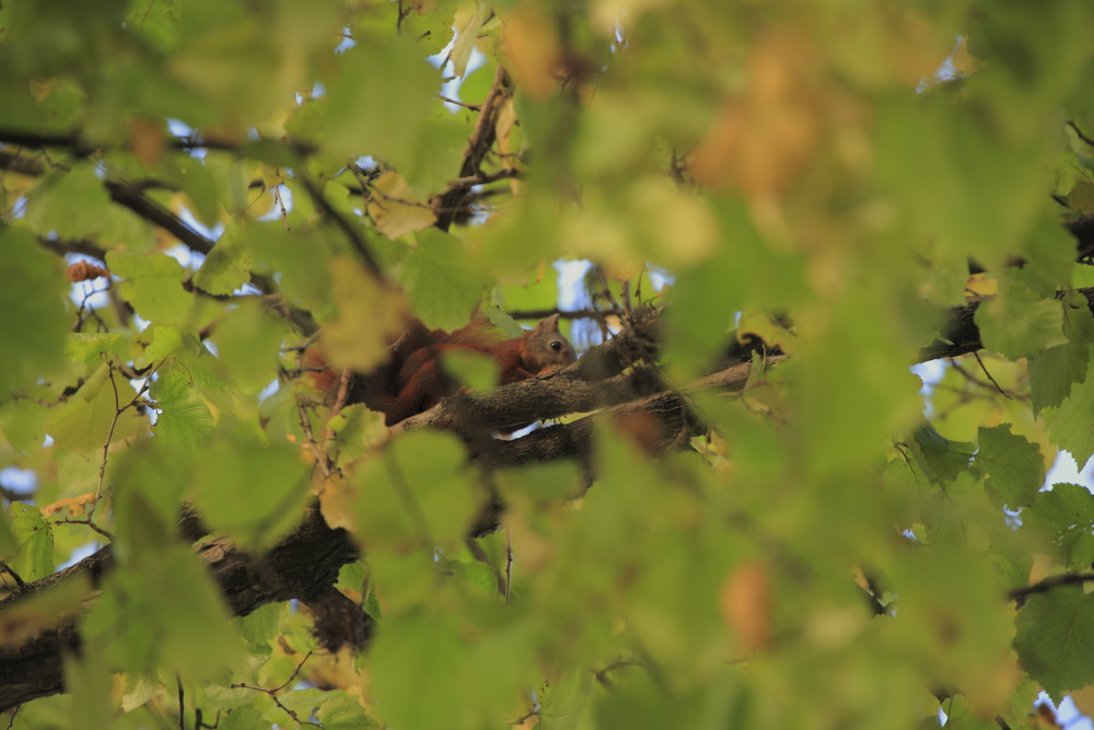 Man sieht vor lauter Blättern das Hörnchen kaum...