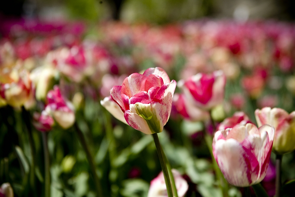 Man sieht vor lauter Tulpen die Tulpe nicht mehr....