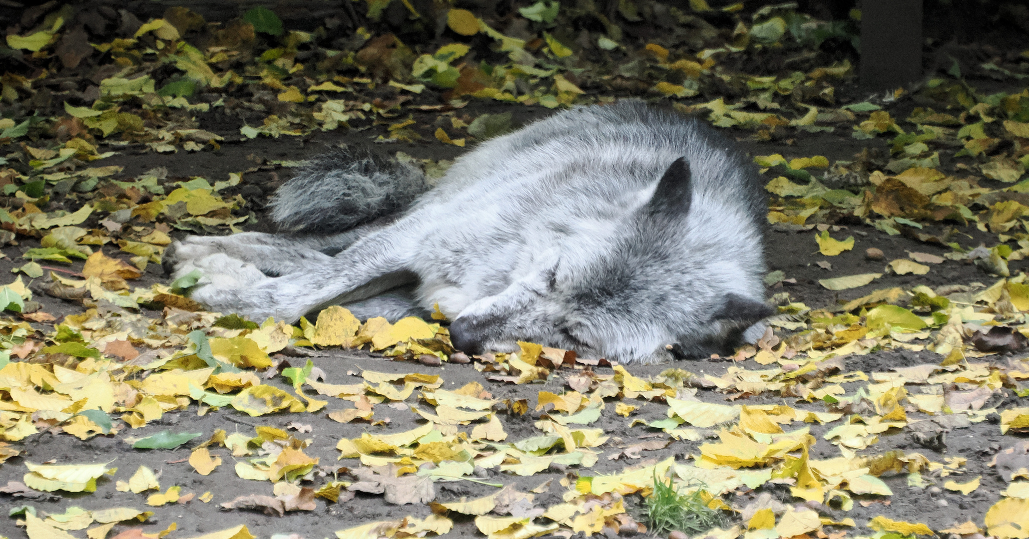 Man soll ja keine schlafenden Hunde wecken …