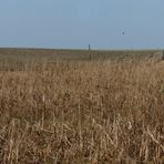 Man sollte das Gras mit Pferden teilen