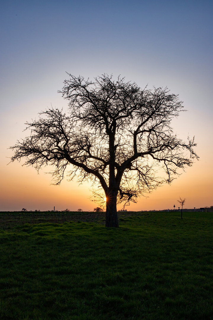 ... Man sollte einen Baum ...