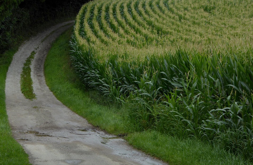 Man sollte nicht Children of corn kennen