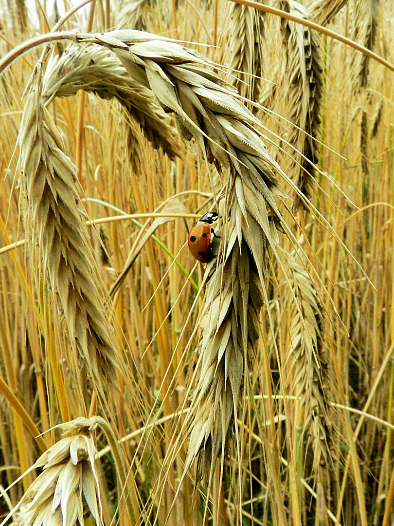 Man sollte überall auf die kleinen Dinge im leben achten