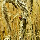 Man sollte überall auf die kleinen Dinge im leben achten