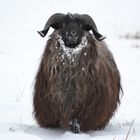 Man trägt die Pelze wieder Knöchellang diese Wintersaison