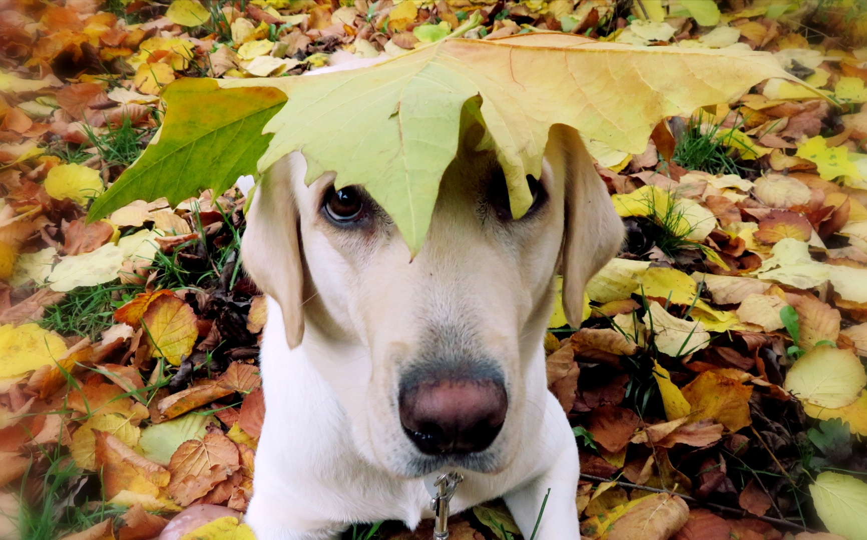 Man trägt heute "Herbst"