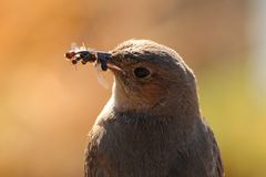 Man (Vogel) kann