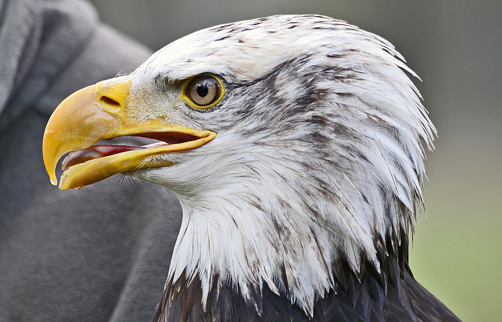 man war der groß dieser adler so einen habe ich bis jetzt nur im tv gesehen