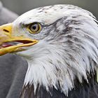 man war der groß dieser adler so einen habe ich bis jetzt nur im tv gesehen