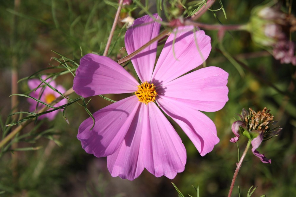 Man wie schön diese Blüten sind