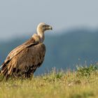 Man wird genau beobachtet