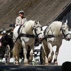 Man with horse wagon