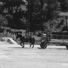 Man with horse, will travel