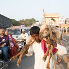 Man with sheep ORYGINAL