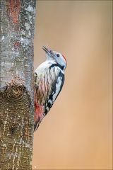 Man zeigt dem Fotografen nicht die Zunge :-)
