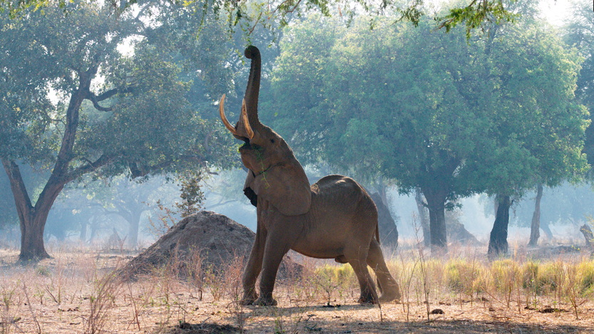 Mana Pools Nationalpark