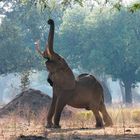 Mana Pools Nationalpark