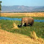 Mana Pools NP am Sambesi "Der Morgen"