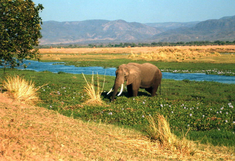 Mana Pools NP am Sambesi "Der Morgen"