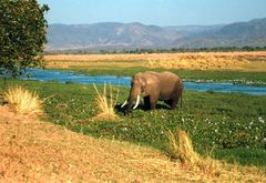 Mana Pools NP am Sambesi "Der Morgen"