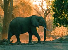 Mana Pools N.P.am Sambesi