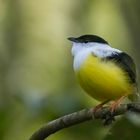 Manacus candei / White-collared manakin (male)