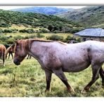 Manada de Caballos