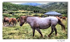 Manada de Caballos