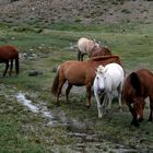 manada de caballos en un parque natural de Mongolia