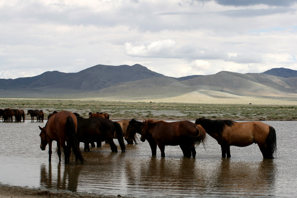 manada de caballos semisalvajes refrescandose por la estepa mongola