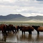 manada de caballos semisalvajes refrescandose por la estepa mongola