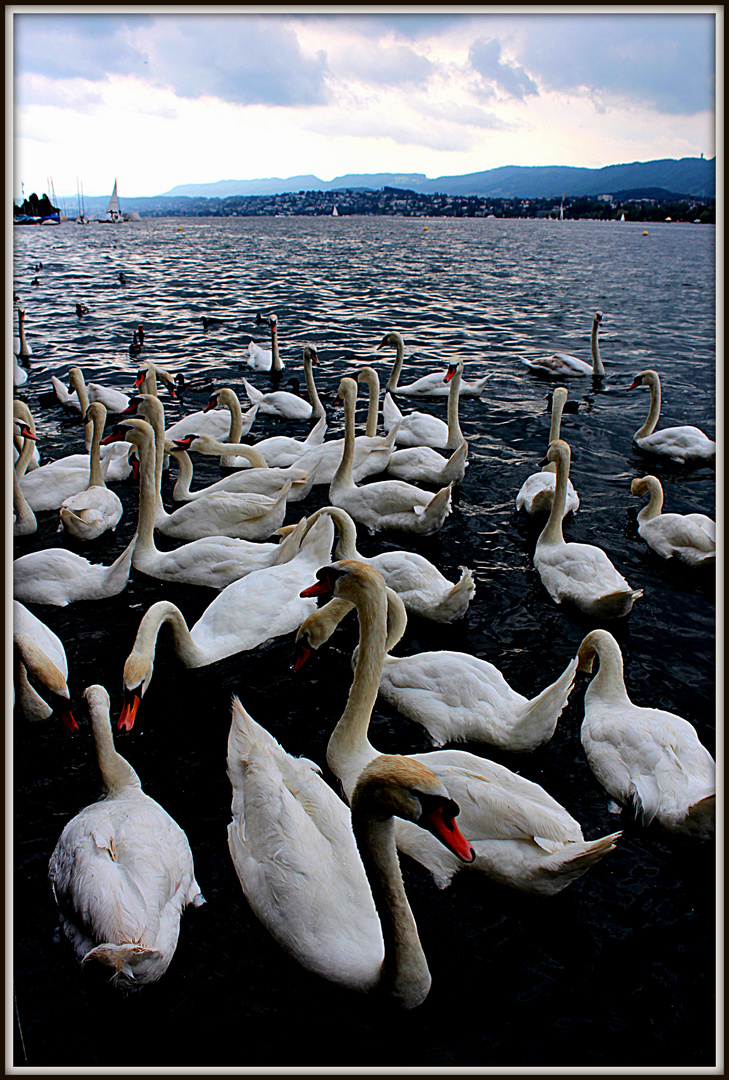 MANADA DE CISNES EN EL LAGO DE ZURICH