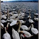 MANADA DE CISNES EN EL LAGO DE ZURICH