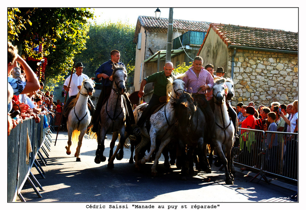 Manade au Puy st reparade