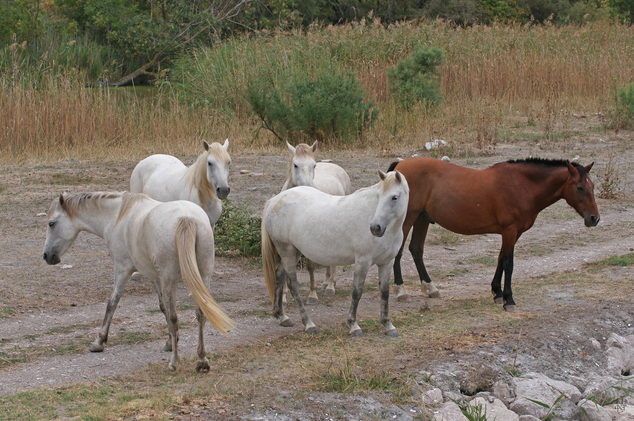 Manade en Camargue