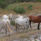 Manade en Camargue