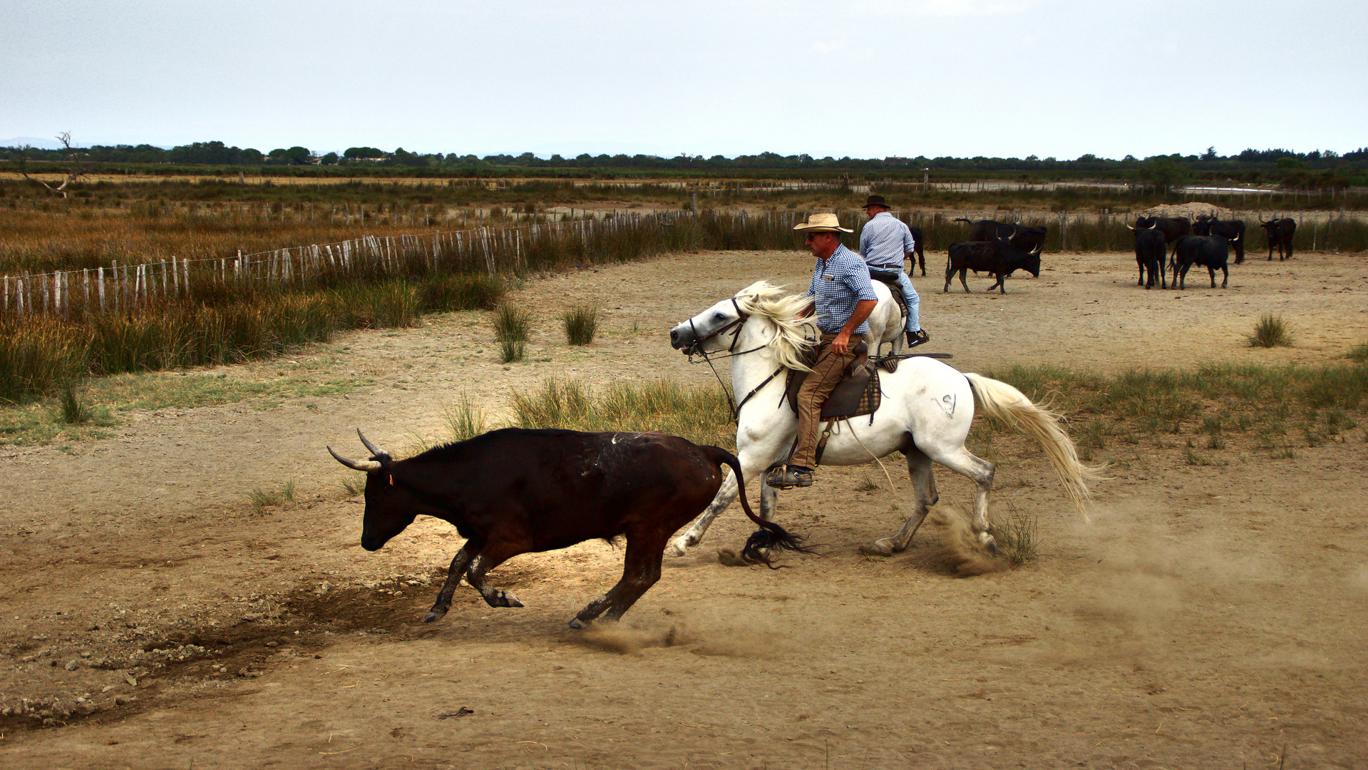 Manade in der Camargue