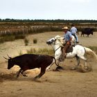 Manade in der Camargue