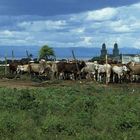 Managua 1984. Kühe in der Stadt