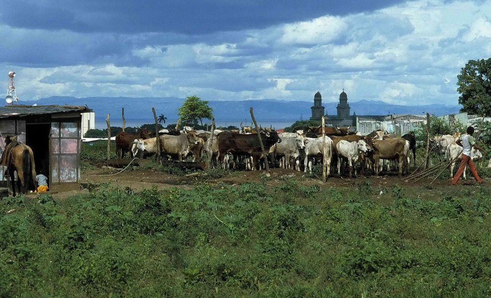 Managua 1984. Kühe in der Stadt