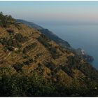 Manarola